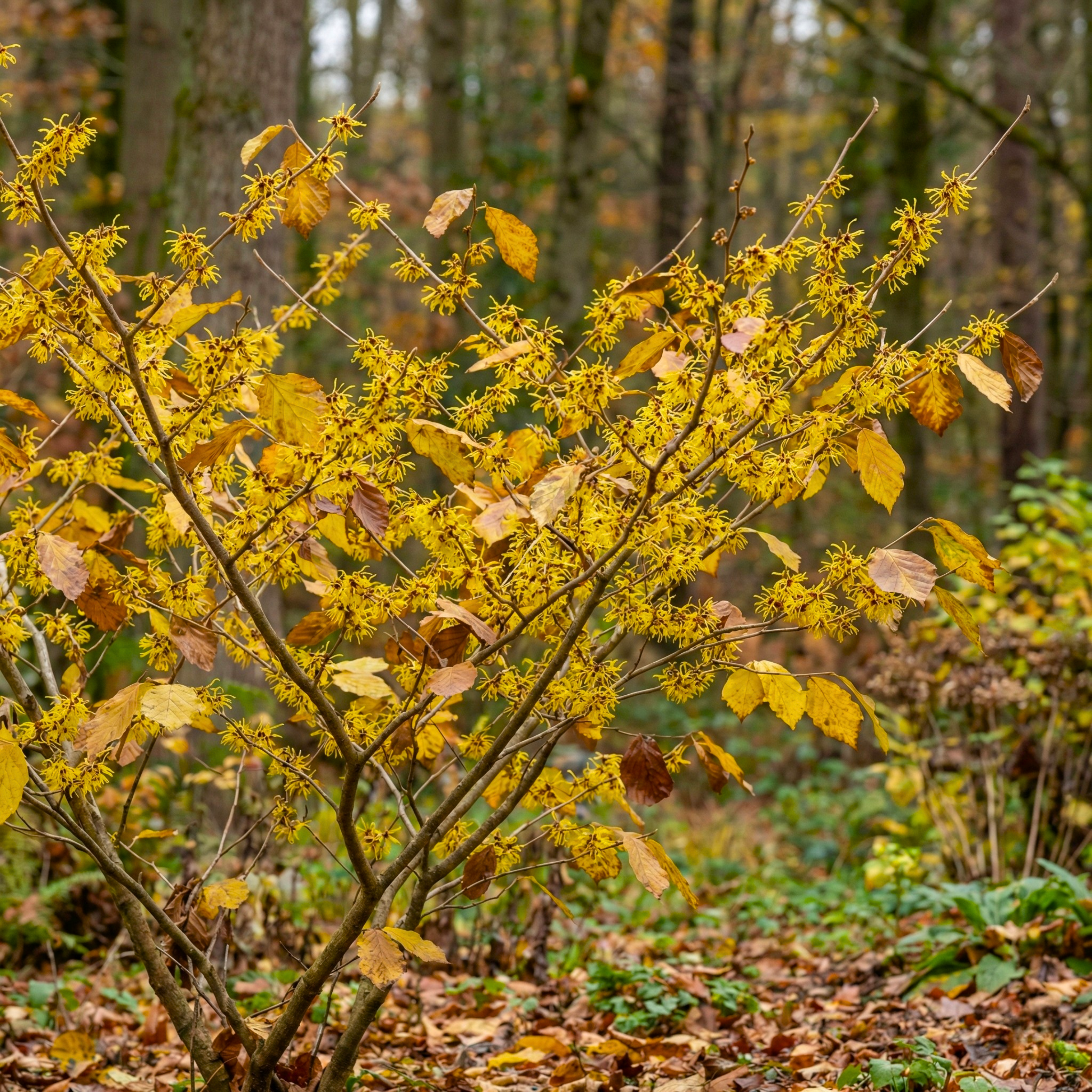 American Witch Hazel Seeds (Hamamelis virginiana) – Hardy Native Shrub (25 Seeds)