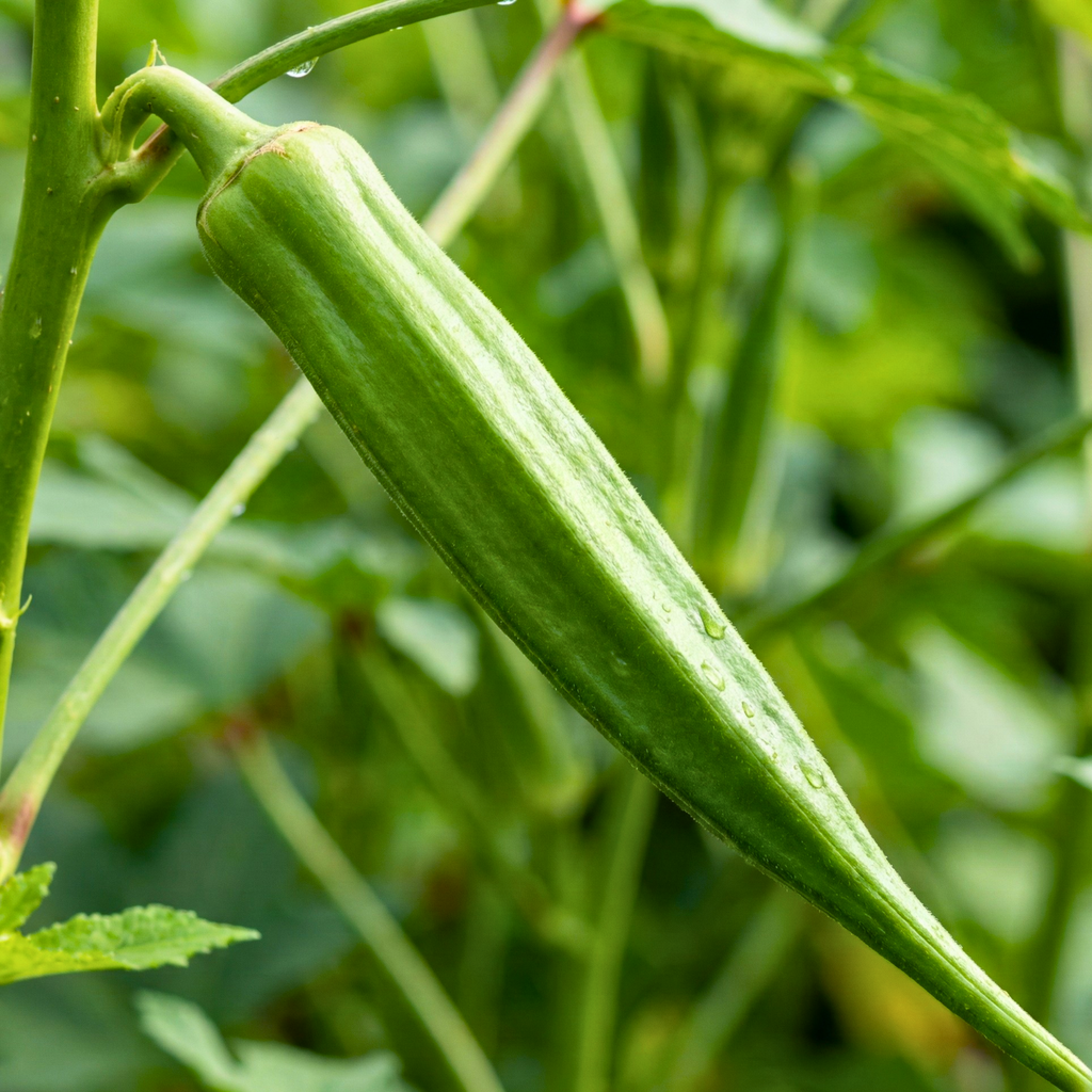 Texas Longhorn Okra Seeds – Heirloom Variety (100 Seeds)