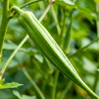 Texas Longhorn Okra Seeds – Heirloom Variety (100 Seeds)