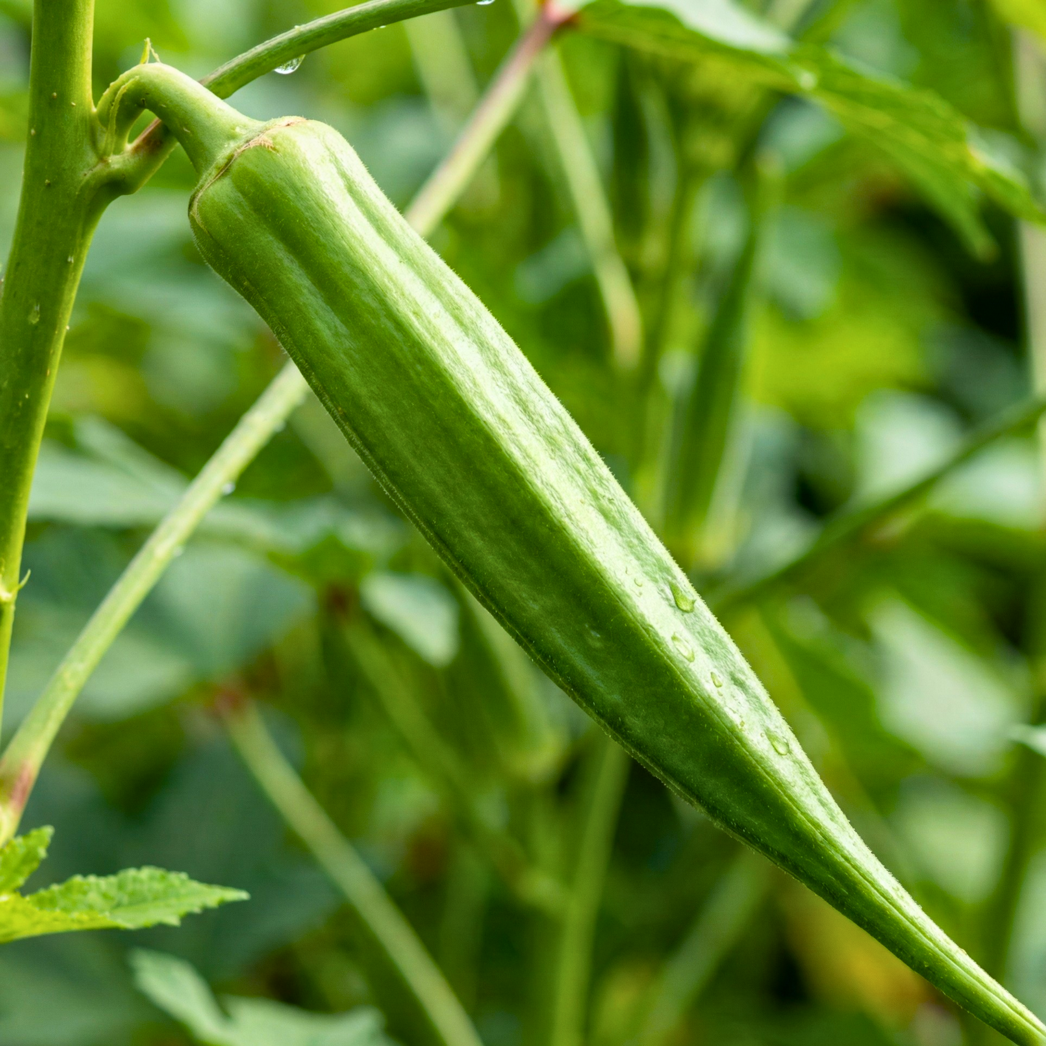 Texas Longhorn Okra Seeds – Heirloom Variety (100 Seeds)