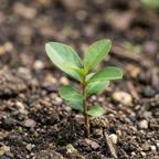 Purple Crape Myrtle Seeds – Lagerstroemia indica – Flowering Ornamental Tree – 35+ Seeds