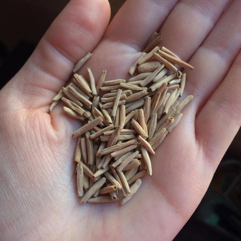 Purple Black Desert Rose Adenium Seeds – Exotic Perennial Flower (4 Seeds)