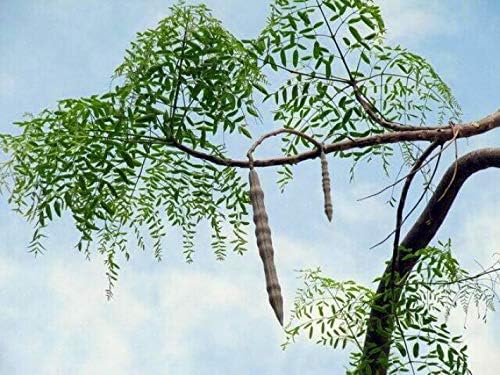 Moringa Tree Seeds (25 Seeds) – “Tree of Life”, Fast-Growing Heirloom Variety