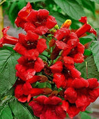 Dark Red Hummingbird Trumpet Vine Seeds (20 Seeds) – Hardy Climbing Flower, Heirloom Variety