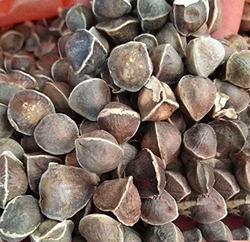 Moringa Tree Seeds (25 Seeds) – “Tree of Life”, Fast-Growing Heirloom Variety