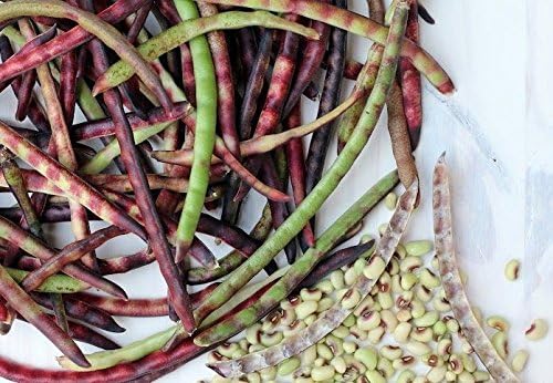 Mississippi Purple Hull Peas Seeds – Southern Peas, Shelling Pea, Heirloom Vegetable Seeds (100 Seeds)