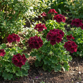 Dark Burgundy Geranium Seeds – Hanging Basket Perennial Flowers – Deep Red Blooming Geranium – 10 Seeds