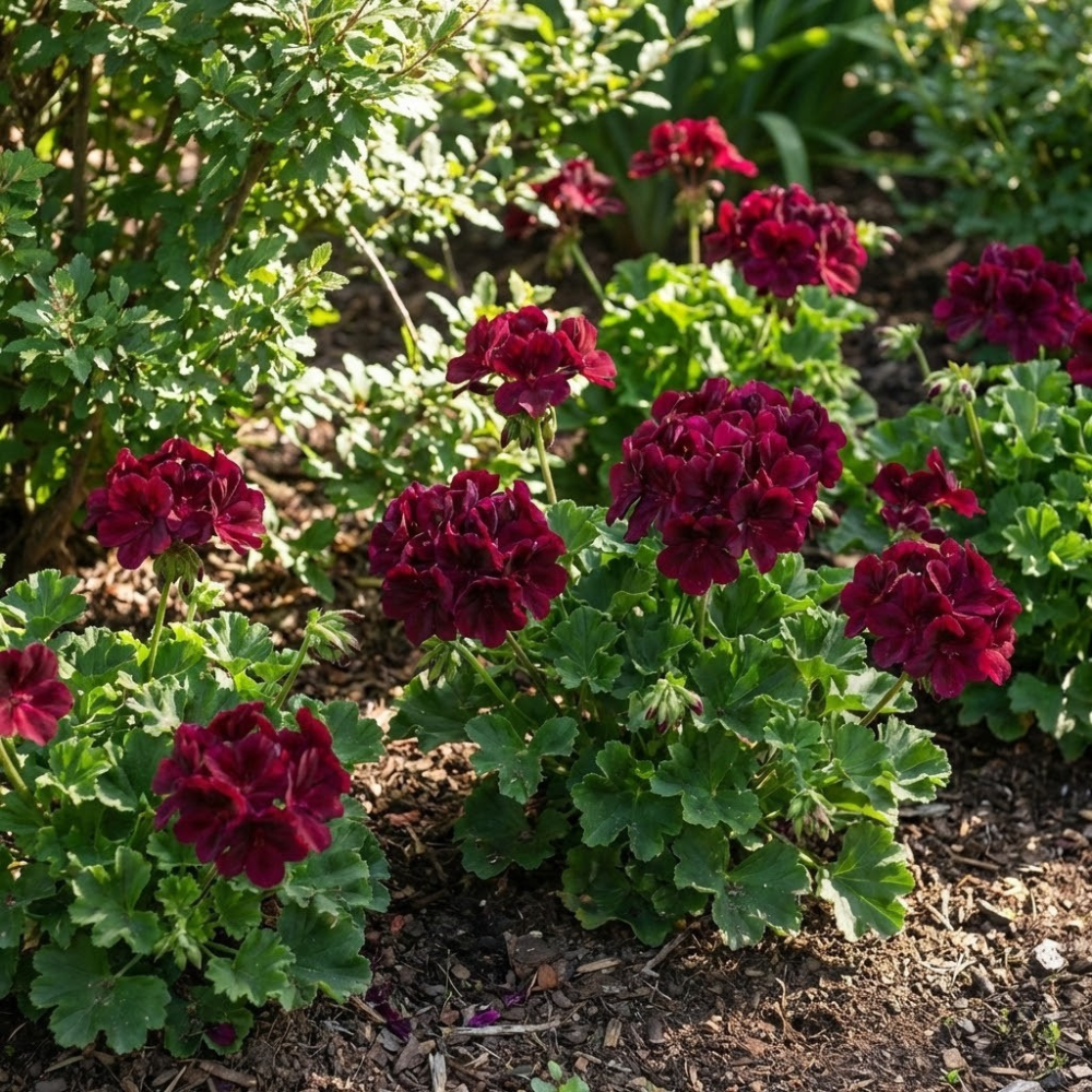 Dark Burgundy Geranium Seeds – Hanging Basket Perennial Flowers – Deep Red Blooming Geranium – 10 Seeds