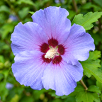 Blue Satin Rose of Sharon Seeds (Hibiscus syriacus) – Hardy Perennial Shrub (25+ Seeds)