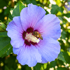 Blue Satin Rose of Sharon Seeds (Hibiscus syriacus) – Hardy Perennial Shrub (25+ Seeds)