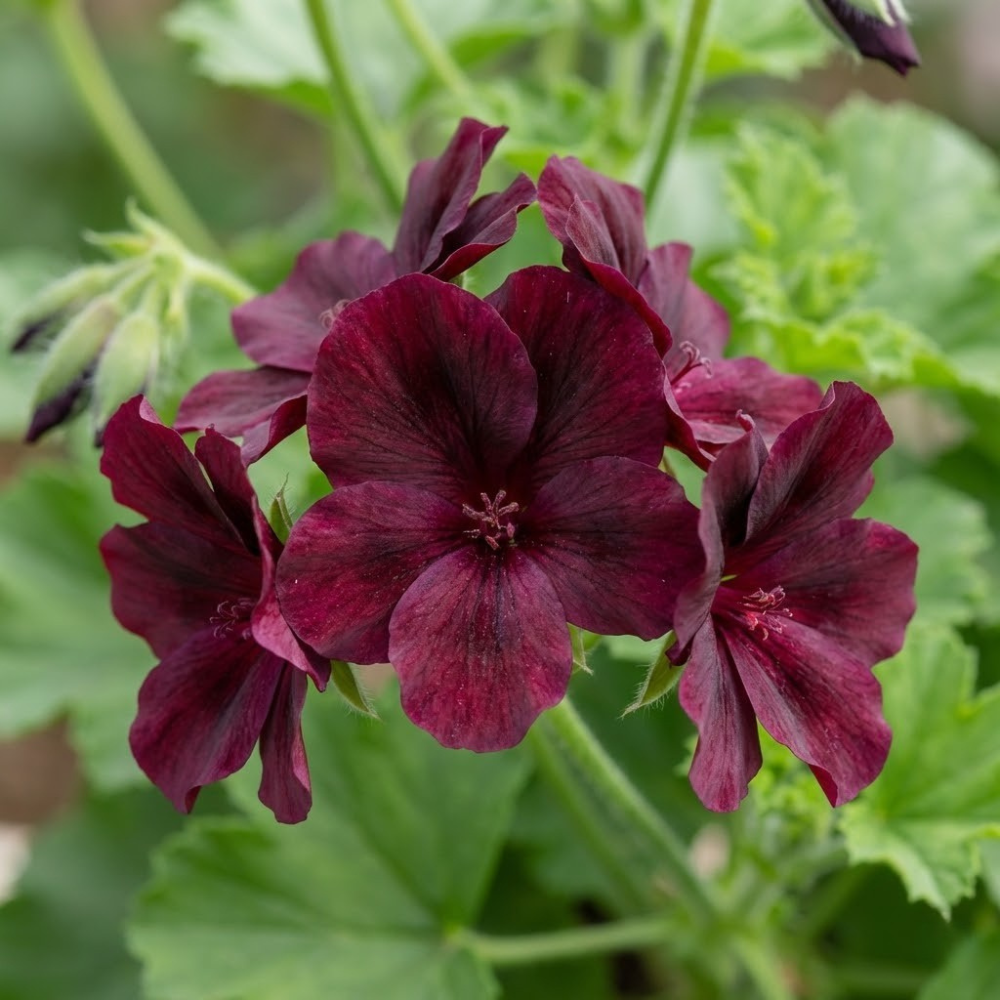 Dark Burgundy Geranium Seeds – Hanging Basket Perennial Flowers – Deep Red Blooming Geranium – 10 Seeds