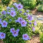 Blue Satin Rose of Sharon Seeds (Hibiscus syriacus) – Hardy Perennial Shrub (25+ Seeds)