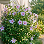 Blue Satin Rose of Sharon Seeds (Hibiscus syriacus) – Hardy Perennial Shrub (25+ Seeds)