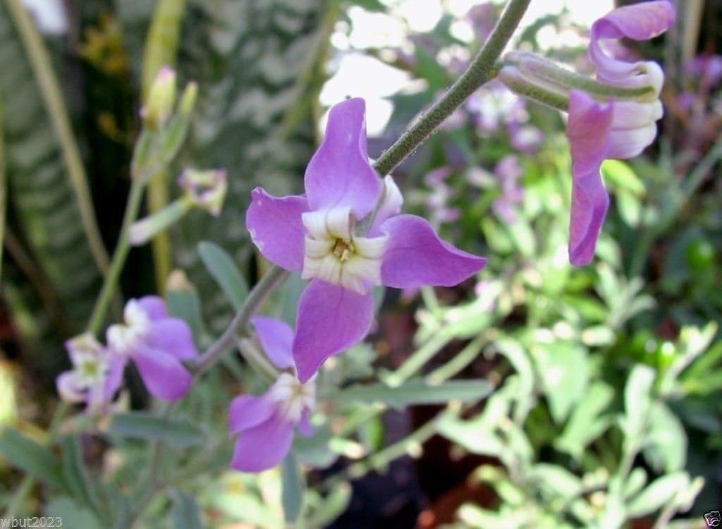 Evening Scented Stock (1000 Seeds) – Night Fragrant Matthiola longipetala