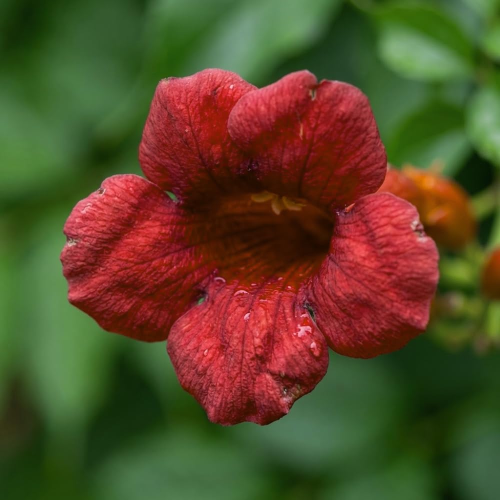Dark Red Hummingbird Trumpet Vine Seeds (20 Seeds) – Hardy Climbing Flower, Heirloom Variety