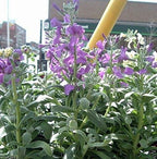 Evening Scented Stock (1000 Seeds) – Night Fragrant Matthiola longipetala