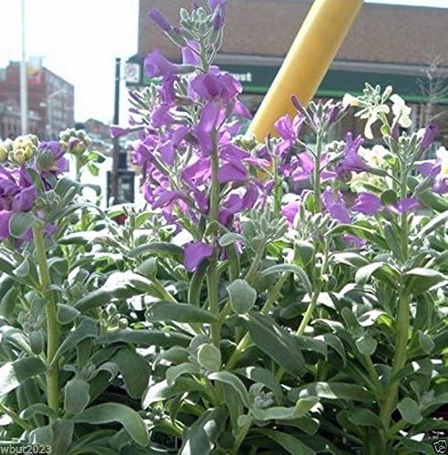 Evening Scented Stock (1000 Seeds) – Night Fragrant Matthiola longipetala