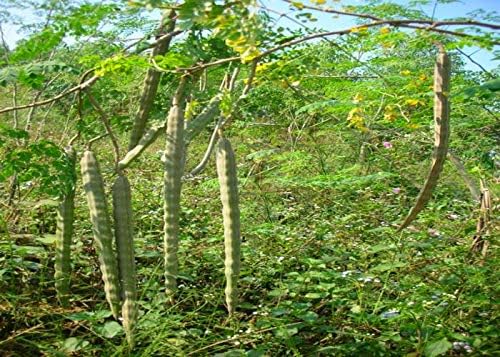 Moringa Tree Seeds (25 Seeds) – “Tree of Life”, Fast-Growing Heirloom Variety