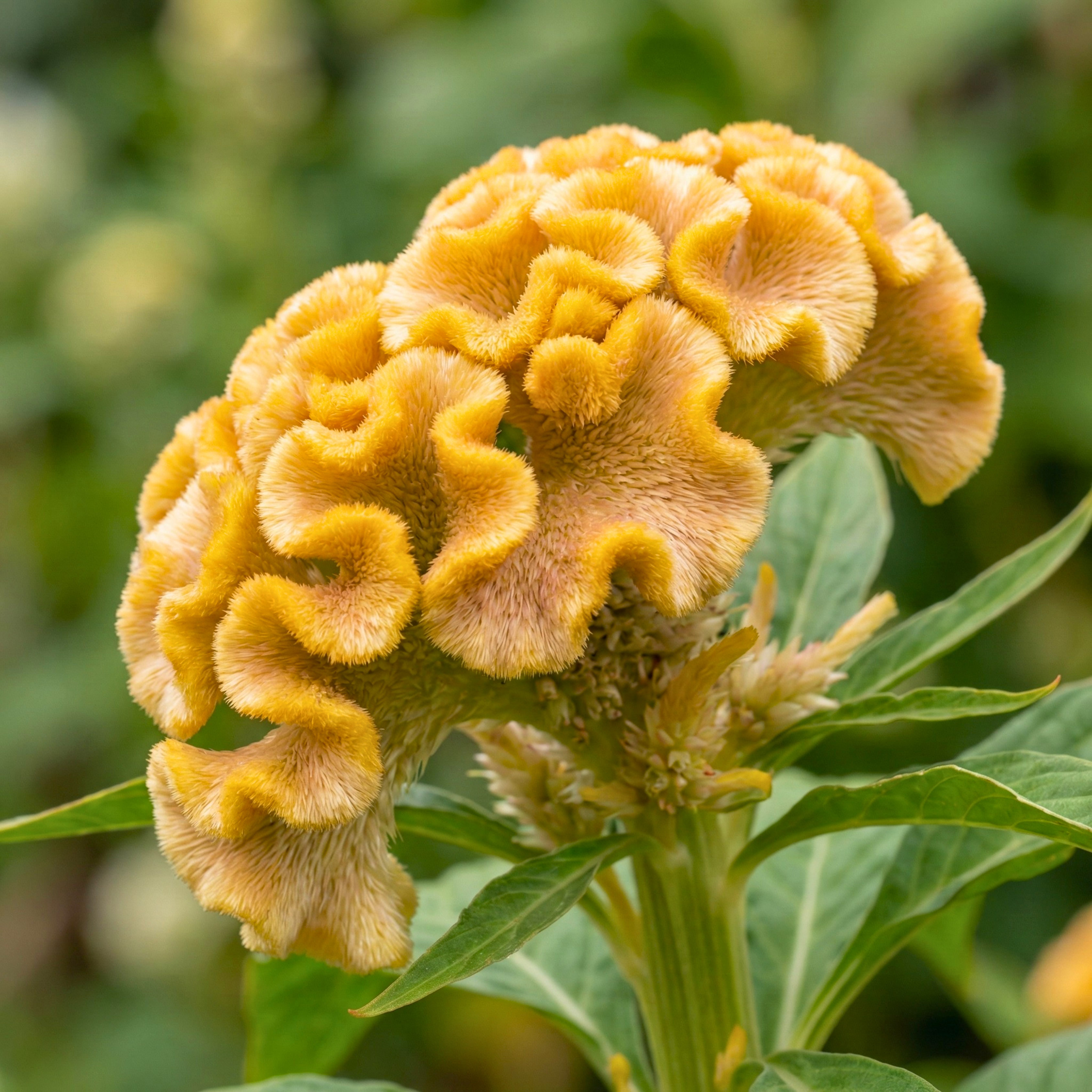 Mixed Colors Brain Celosia Seeds (Celosia cristata) – Heirloom Variety (100 Seeds)