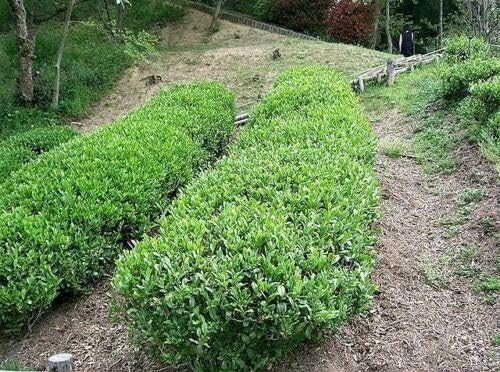 Tea Plant Seeds – Camellia Sinensis – Black & Green Tea Tree Shrub (5 Seeds)