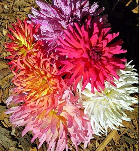Zinnia Super Cactus Mix Seeds (250 Seeds) – Huge 6” Blooms, Elegant Heirloom Flower Variety