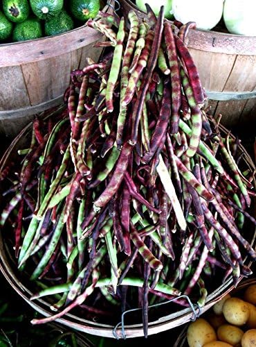 Mississippi Purple Hull Peas Seeds – Southern Peas, Shelling Pea, Heirloom Vegetable Seeds (100 Seeds)