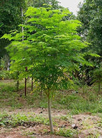 Moringa Tree Seeds (25 Seeds) – “Tree of Life”, Fast-Growing Heirloom Variety