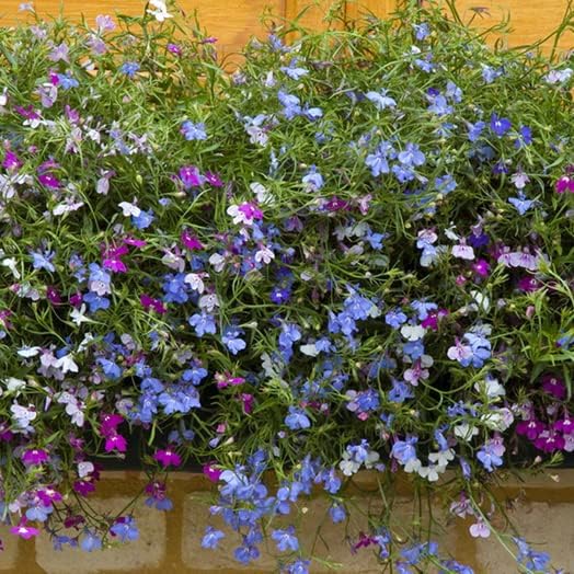 50+ Trailing Mixed Lobelia Regatta Perennial Flower Seeds, Great for Hanging Baskets