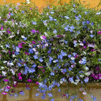 50+ Trailing Mixed Lobelia Regatta Perennial Flower Seeds, Great for Hanging Baskets