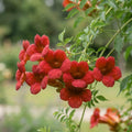 Dark Red Hummingbird Trumpet Vine Seeds (20 Seeds) – Hardy Climbing Flower, Heirloom Variety