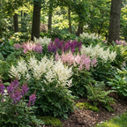 Astilbe chinensis Bunter Shade Mix Seeds – White, Pink & Purple Perennial Flowers (50 Seeds)