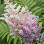 Astilbe chinensis Bunter Shade Mix Seeds – White, Pink & Purple Perennial Flowers (50 Seeds)