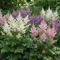 Astilbe chinensis Bunter Shade Mix Seeds – White, Pink & Purple Perennial Flowers (50 Seeds)