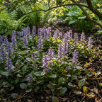 Bugleweed Seeds (Ajuga reptans) – Purple Ground Cover Perennial (100 Seeds)