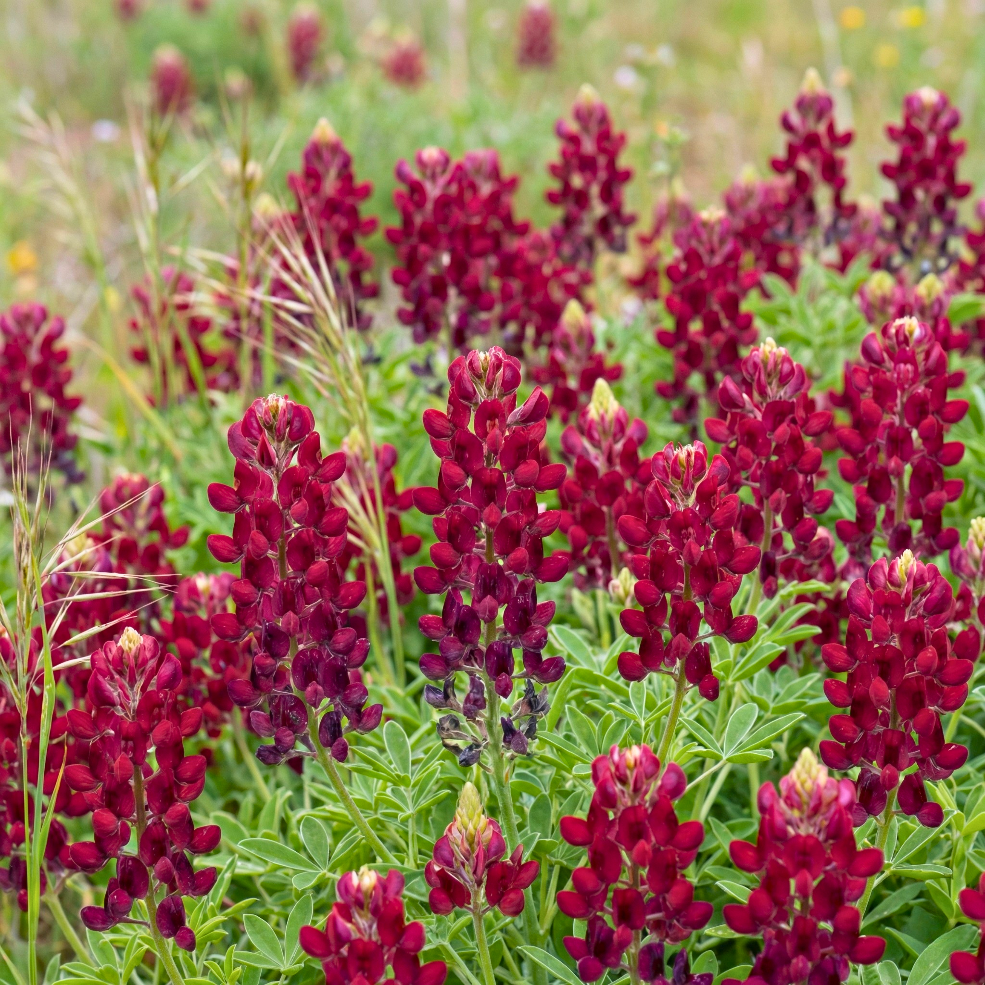 Maroon Red Texas Bluebonnet Seeds (Lupinus texensis) – Wildflower Variety (100 Seeds)