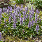 Bugleweed Seeds (Ajuga reptans) – Purple Ground Cover Perennial (100 Seeds)