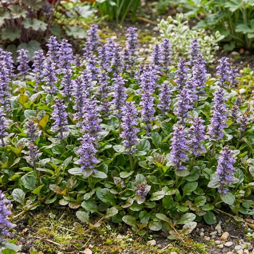 Bugleweed Seeds (Ajuga reptans) – Purple Ground Cover Perennial (100 Seeds)