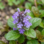 Bugleweed Seeds (Ajuga reptans) – Purple Ground Cover Perennial (100 Seeds)