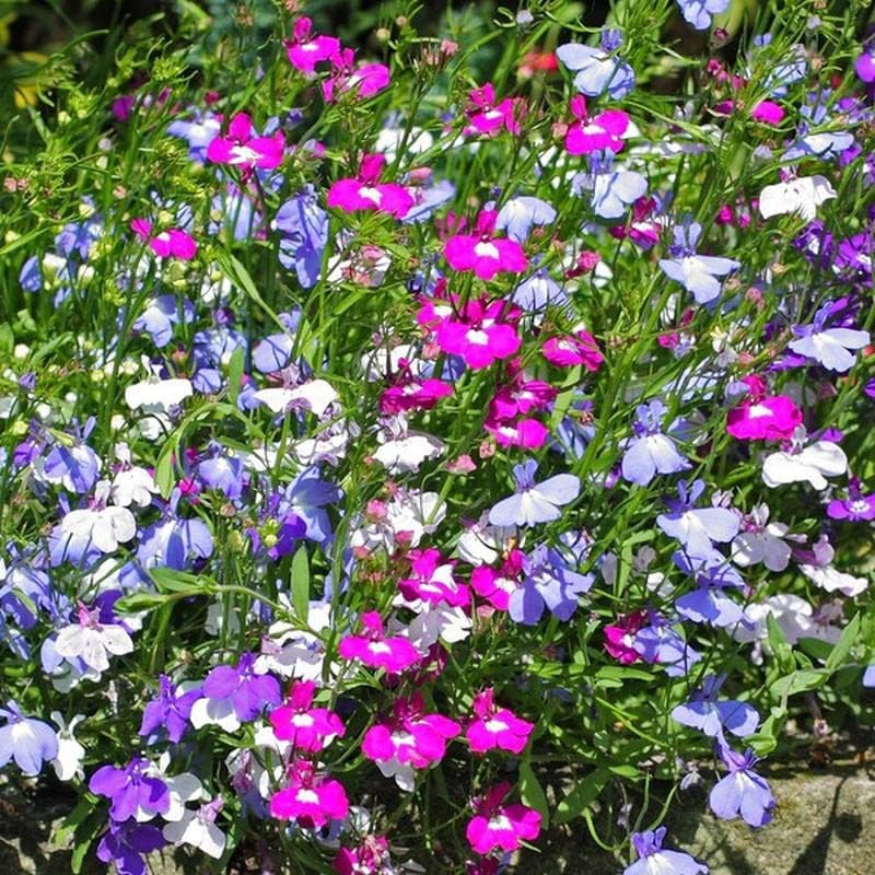 50+ Trailing Mixed Lobelia Regatta Perennial Flower Seeds, Great for Hanging Baskets
