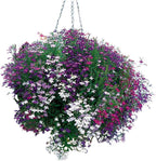 50+ Trailing Mixed Lobelia Regatta Perennial Flower Seeds, Great for Hanging Baskets
