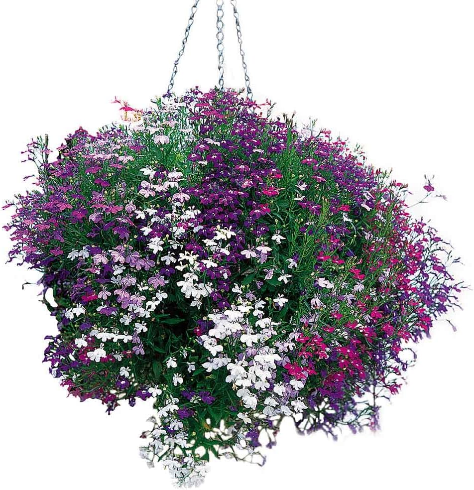 50+ Trailing Mixed Lobelia Regatta Perennial Flower Seeds, Great for Hanging Baskets
