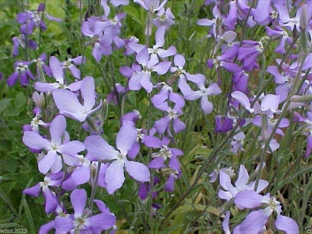 Evening Scented Stock (1000 Seeds) – Night Fragrant Matthiola longipetala