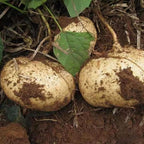 Jicama Seeds (100 Seeds) – Heirloom Mexican Yam Bean for Home Vegetable Garden