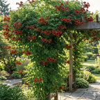 Dark Red Hummingbird Trumpet Vine Seeds (20 Seeds) – Hardy Climbing Flower, Heirloom Variety