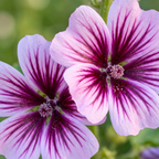 Zebrina French Hollyhock Seeds (Malva Sylvestris) – Striped Perennial Flower (50 Seeds)