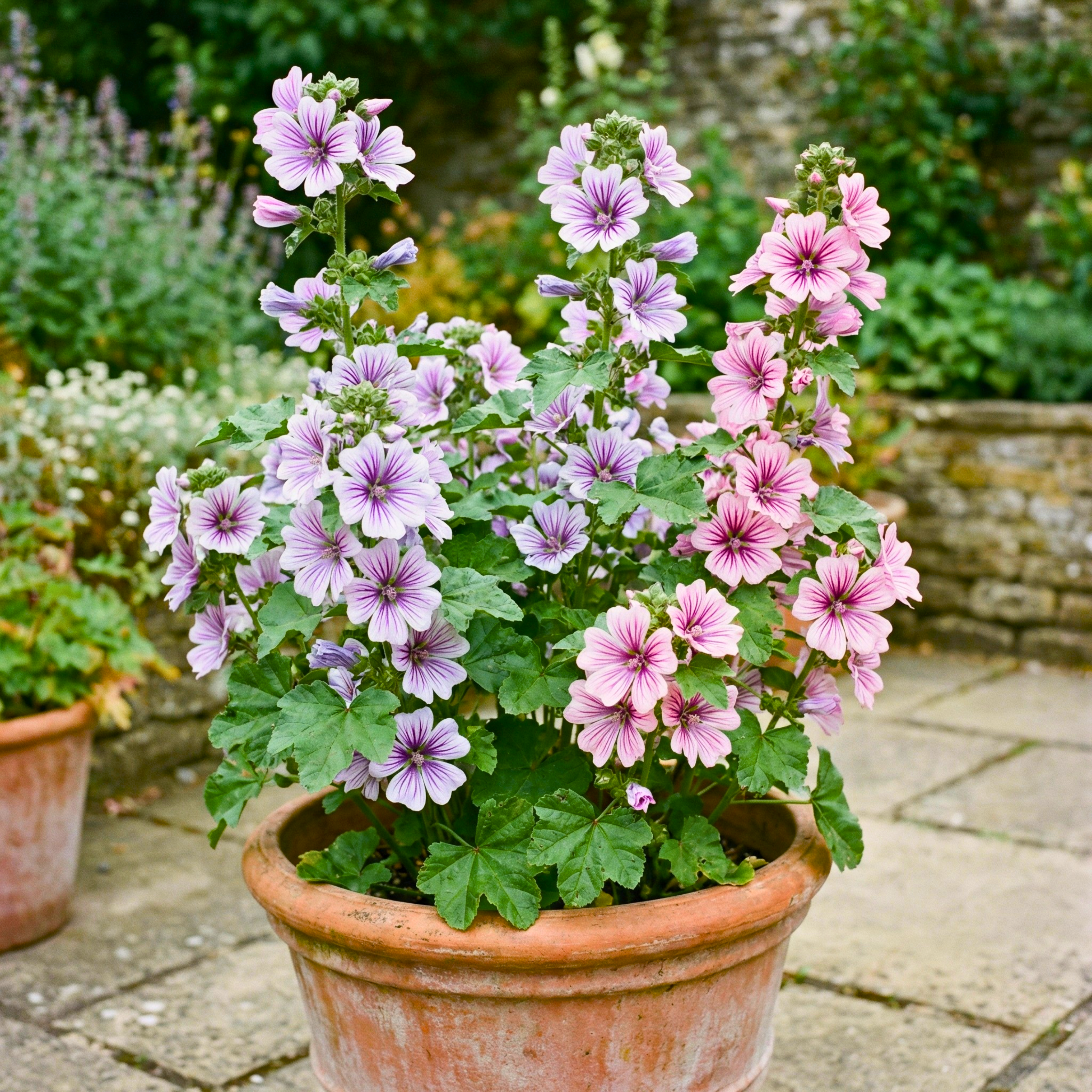 Zebrina French Hollyhock Seeds (Malva Sylvestris) – Striped Perennial Flower (50 Seeds)