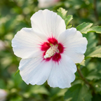 White & Hot Pink Rose of Sharon Seeds (Hibiscus Syriacus) – Hardy Perennial Shrub (50 Seeds)