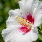 White & Hot Pink Rose of Sharon Seeds (Hibiscus Syriacus) – Hardy Perennial Shrub (50 Seeds)
