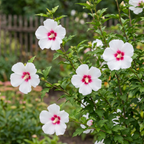White & Hot Pink Rose of Sharon Seeds (Hibiscus Syriacus) – Hardy Perennial Shrub (50 Seeds)