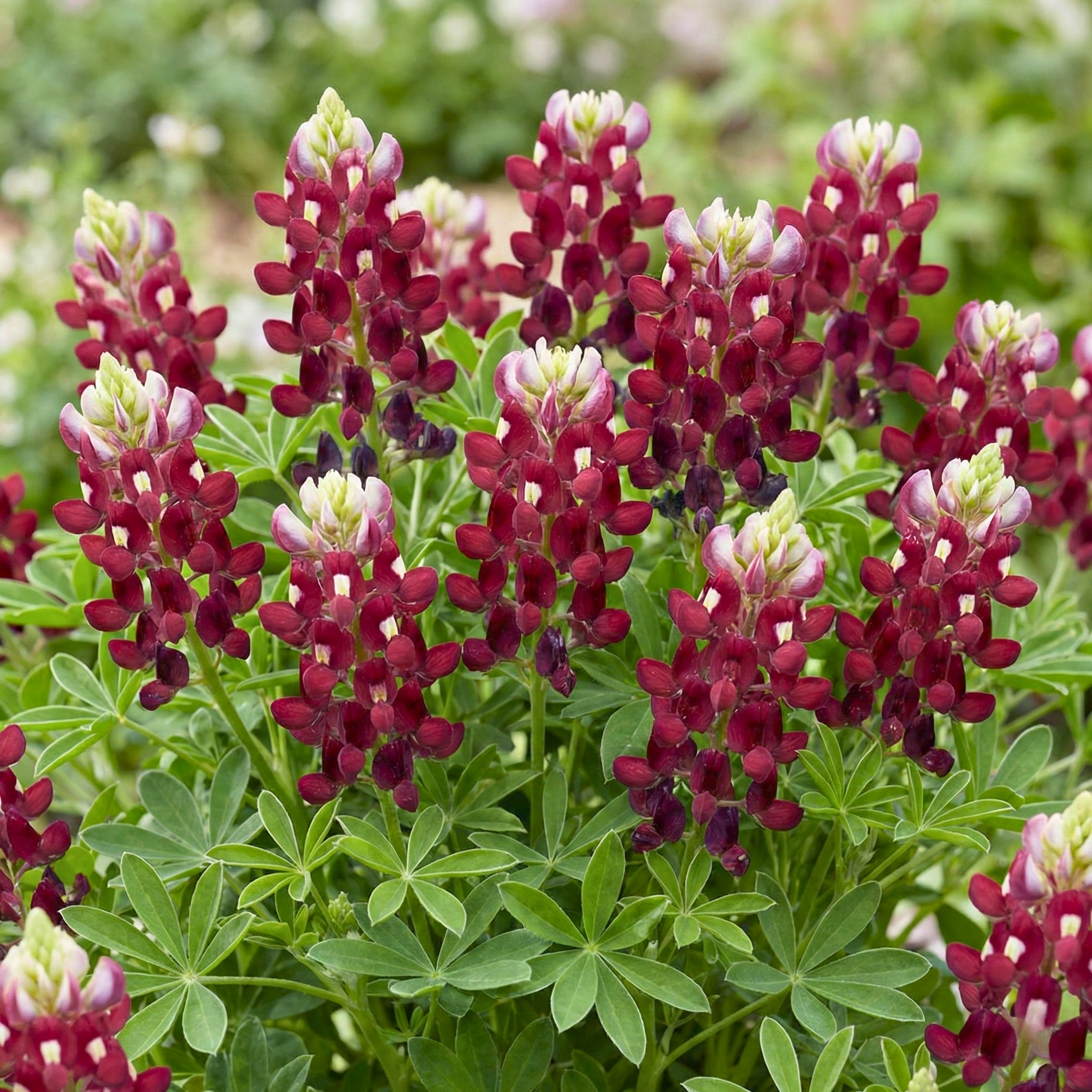 Maroon Red Texas Bluebonnet Seeds (Lupinus texensis) – Wildflower Variety (100 Seeds)